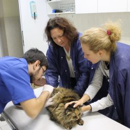 Вакцинация кошки в ветеринарной клинике Рудий кіт