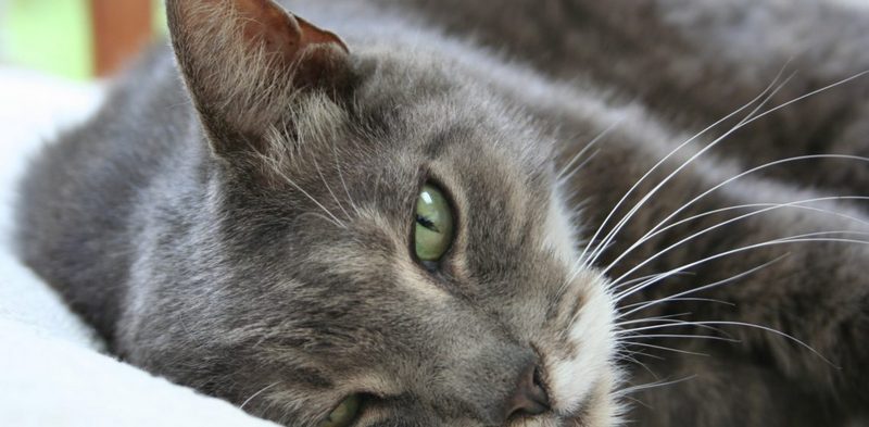 Кошку укусил клещ: симптомы | Ветеринарная клиника Рудий кіт