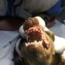 Нарушение смены зубов у собаки