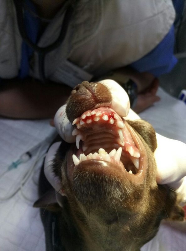 замена зубов у собак