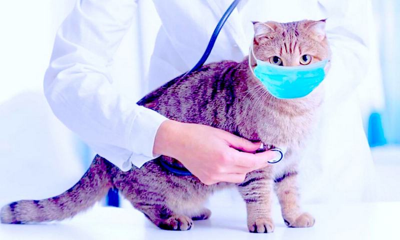 Коронавирус у кошек и котов