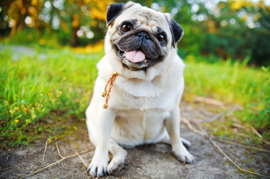 Мопс - коротко про породу собак | Ветеринарная клиника Рудий Кіт