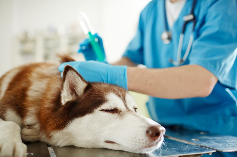 Анестезиологический риск у животных