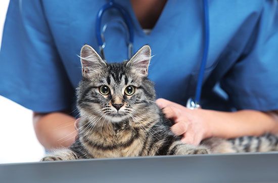 Кастрация котов и собак | Ветеринарная клиника Рудий кіт