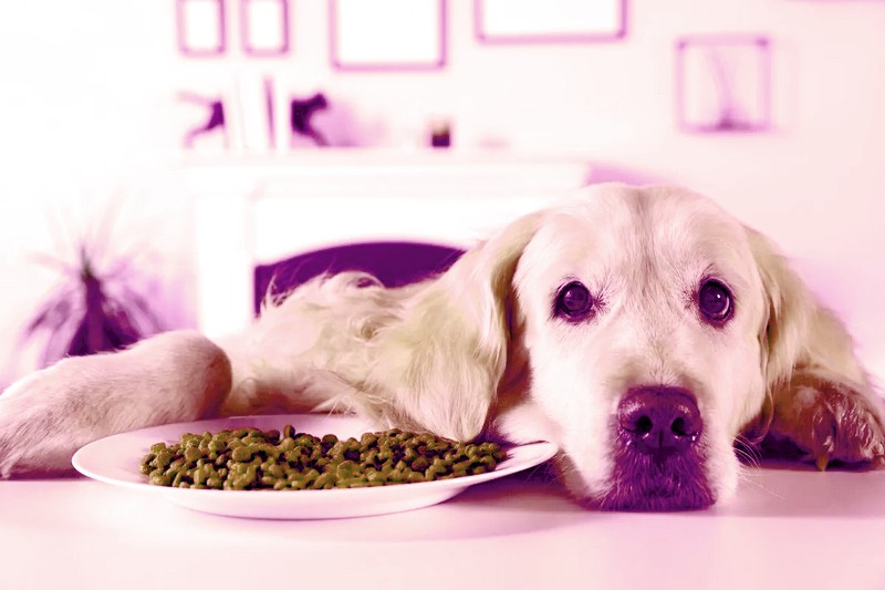 Отсутствие аппетита у собаки - причины и проблемы