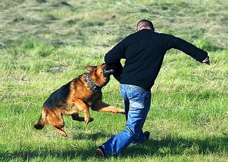 Ваша собака агрессивна и нападает без причины?