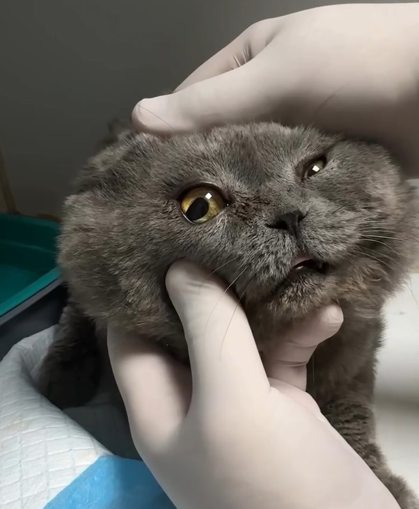 Дефекти ока у котів
