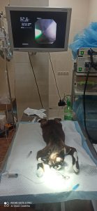 Удаление чужеродного тела из желудка методом гастроскопии