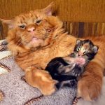 Рудий кіт з кошеням