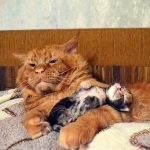 Рудий кіт з кошеням