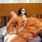 Рудий кіт з кошеням