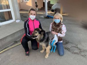 Фітнес для собак з тейпуванням