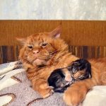 Рудий кіт з кошеням