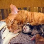 Рудий кіт з кошеням