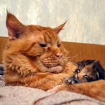 Рудий кіт з кошеням